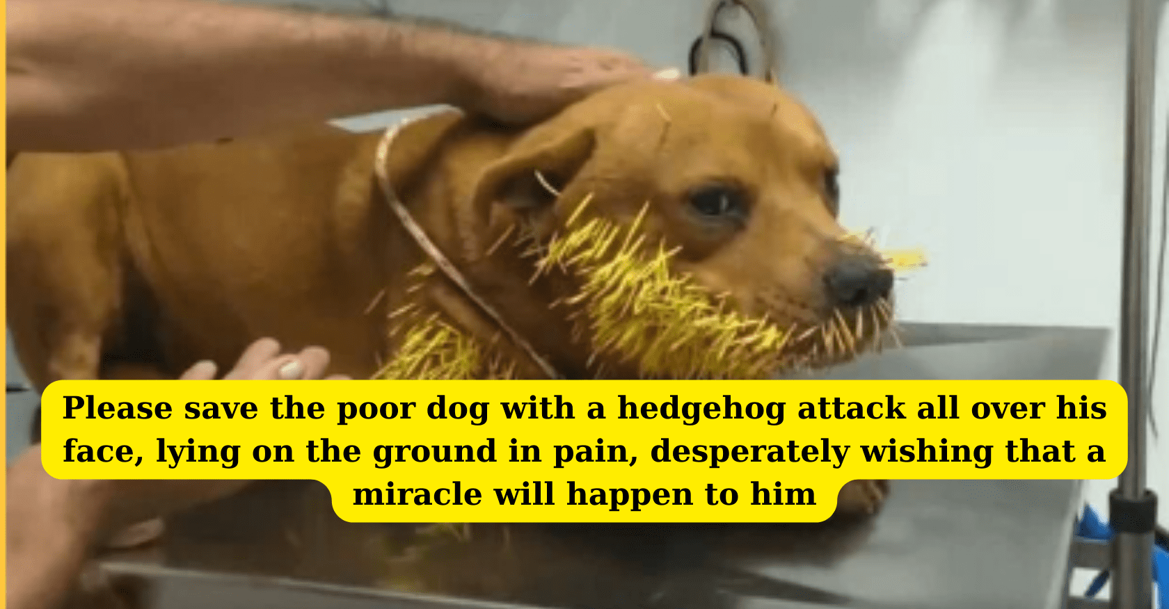 Please save the poor dog with a hedgehog attack all over his face, lying on the ground in pain, desperately wishing that a miracle will happen to him