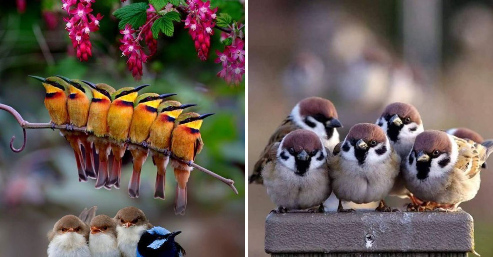 The Most Colorful Baby Bird: A Kaleidoscope of Nature’s Vibrant Offspring