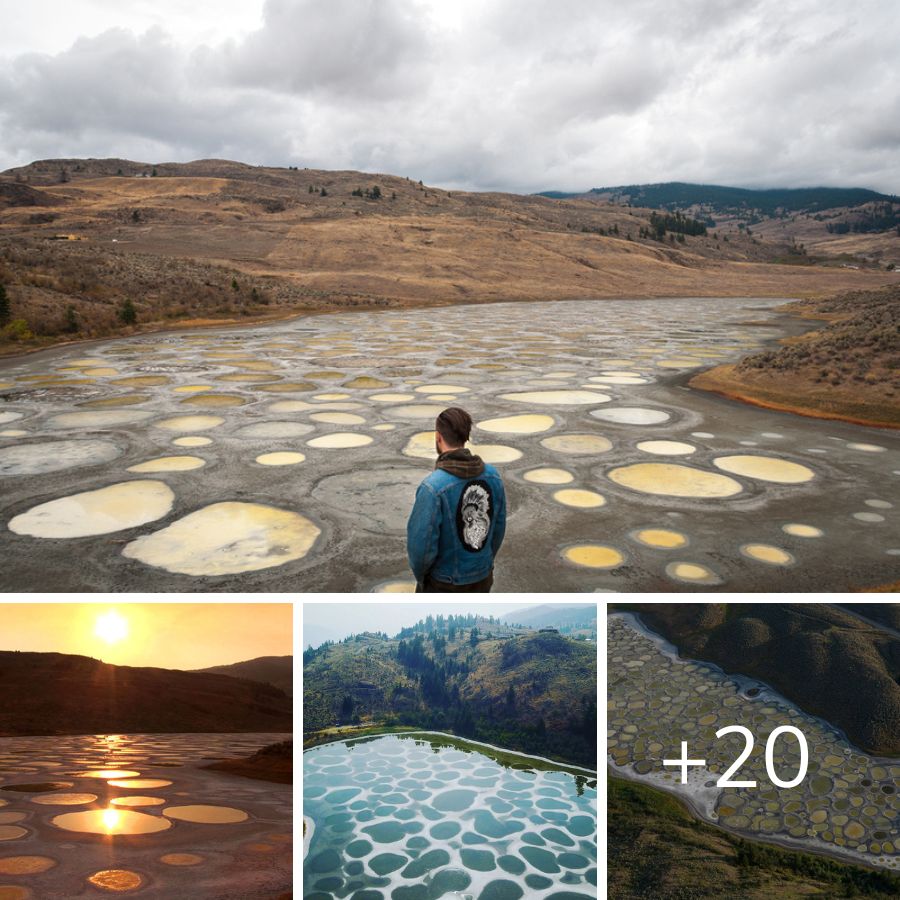 Spotted Lake Nature's Unique Mosaic